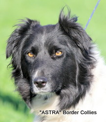 Astra Kit, Black and white smooth coated border collie